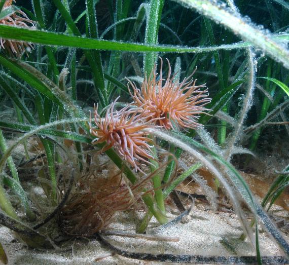 Seagrass Underwater Heroes Eden Project Seagrass Underwater Heroes Eden Project